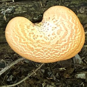 Dryad`s Saddle