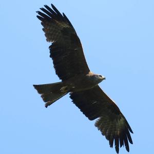 Black Kite