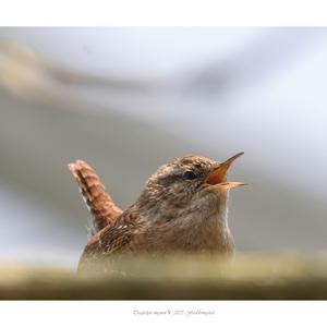 Winter Wren