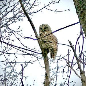 Short-eared Owl