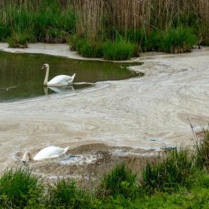 Höckerschwan