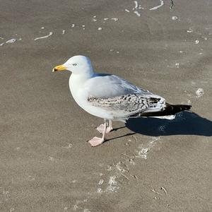 Lesser Black-backed Gull