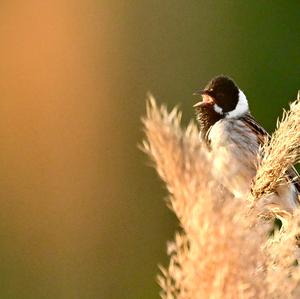 Reed Bunting