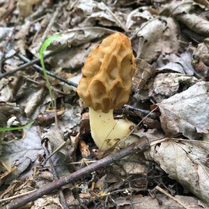 Yellow Morel