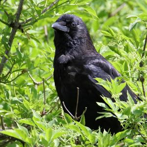 Carrion Crow