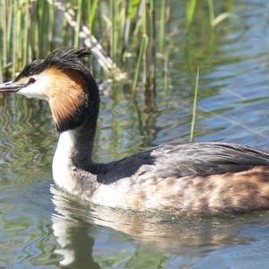 Great Crested Grebe