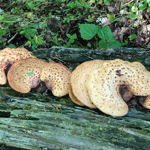 Dryad`s Saddle