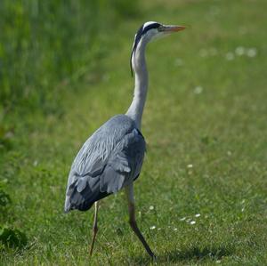 Grey Heron