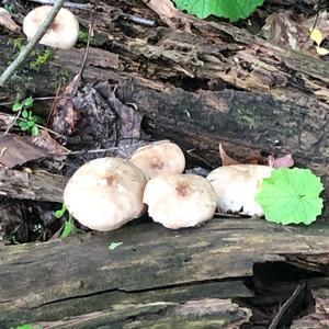 Fawn Mushroom