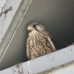 Common Kestrel