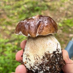 King Bolete