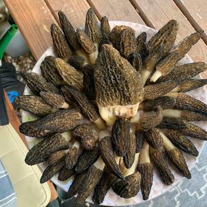 Black Morel