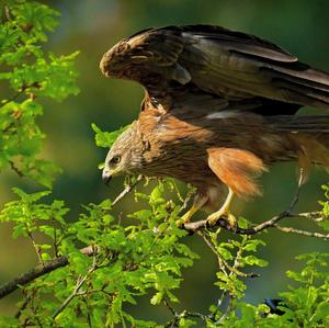 Black Kite