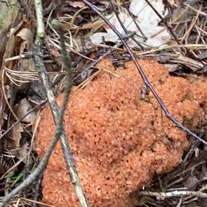 Eastern Cauliflower Mushroom