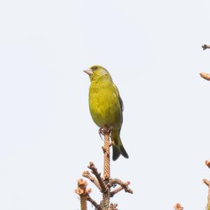 European Greenfinch