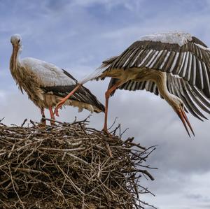 White Stork