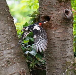 Great Spotted Woodpecker