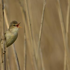 Marsh Warbler