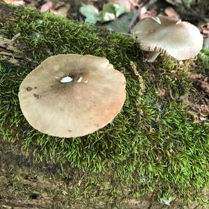 Fawn Mushroom