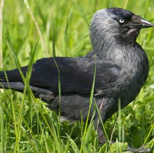 Eurasian Jackdaw