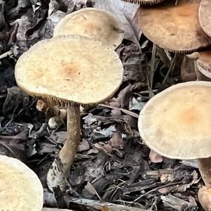 Oak Milk Cap