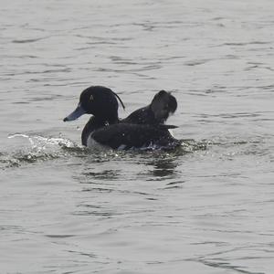 Tufted Duck