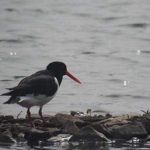 Eurasian Oystercatcher