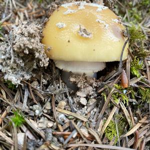 Gemmed Amanita