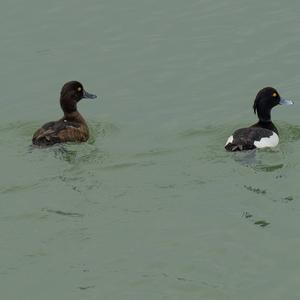 Tufted Duck