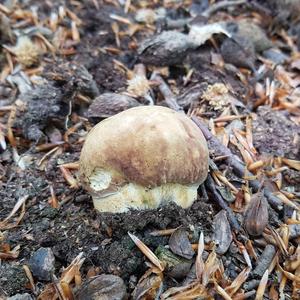 Summer Bolete