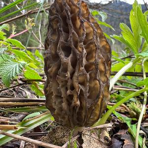 Black Morel