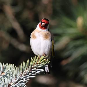 European Goldfinch