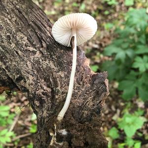 Mycena, Common