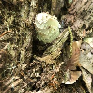 Shaggy Mane