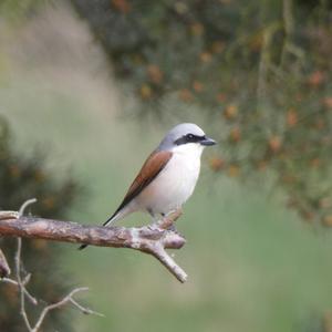 Red-backed Shrike