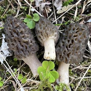 Black Morel