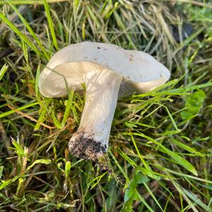 St George`s Mushroom