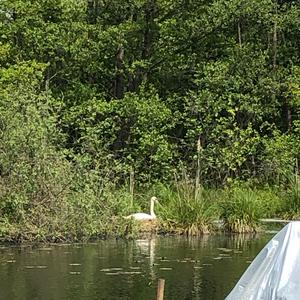 Mute Swan