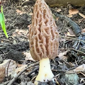 Black Morel