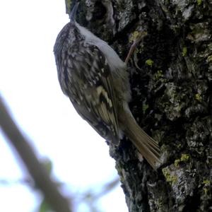 Eurasian Treecreeper