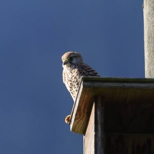 Common Kestrel