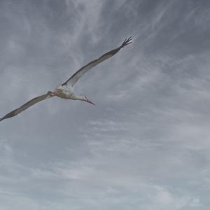 White Stork