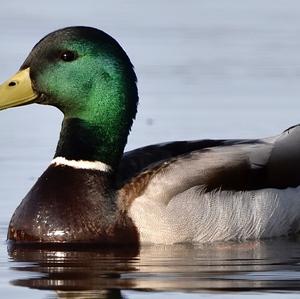 Mallard