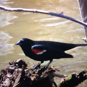 Red-winged Blackbird