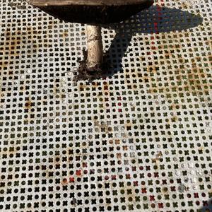 Unbekannte Art