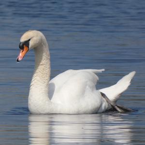 Mute Swan