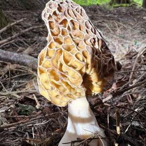 Yellow Morel