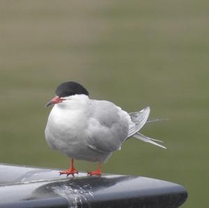 Common Tern