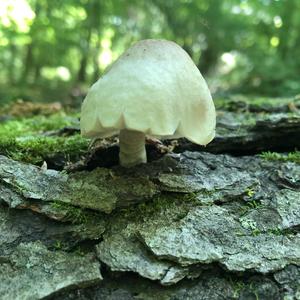 Fawn Mushroom