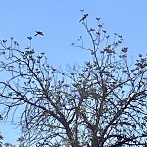 European Bee-eater